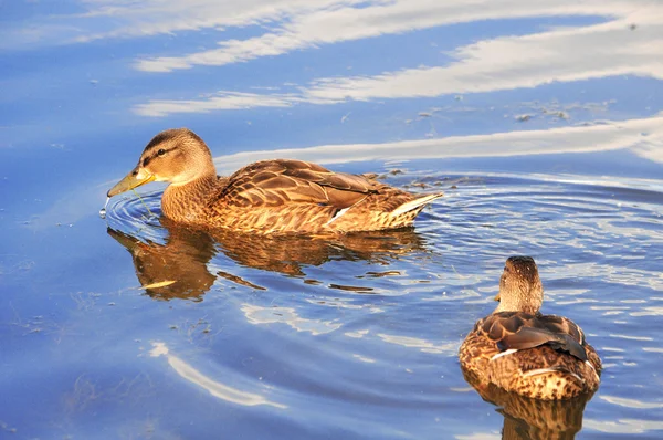 Een covey wild Duck in de rivier — Stockfoto