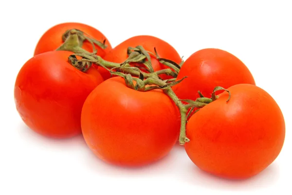 Der Zweig der Tomate isoliert auf weißem Hintergrund — Stockfoto