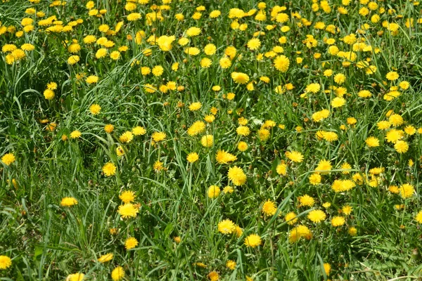 Dandelions amarelos na grama verde — Fotografia de Stock