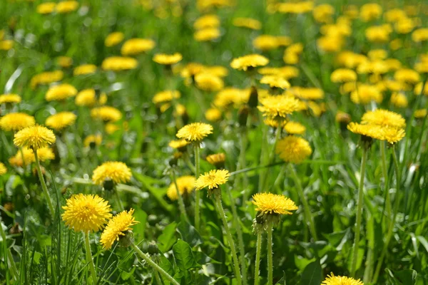 Yellow dandelions in the green grass — Stock Photo, Image