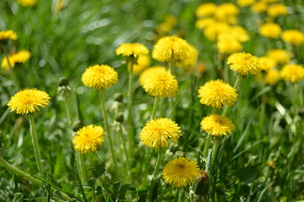 Yellow dandelions in the green grass — Stock Photo, Image