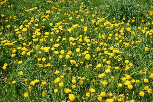 Dandelions amarelos na grama verde — Fotografia de Stock