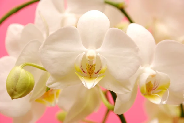 Orquídea branca sobre fundo rosa — Fotografia de Stock