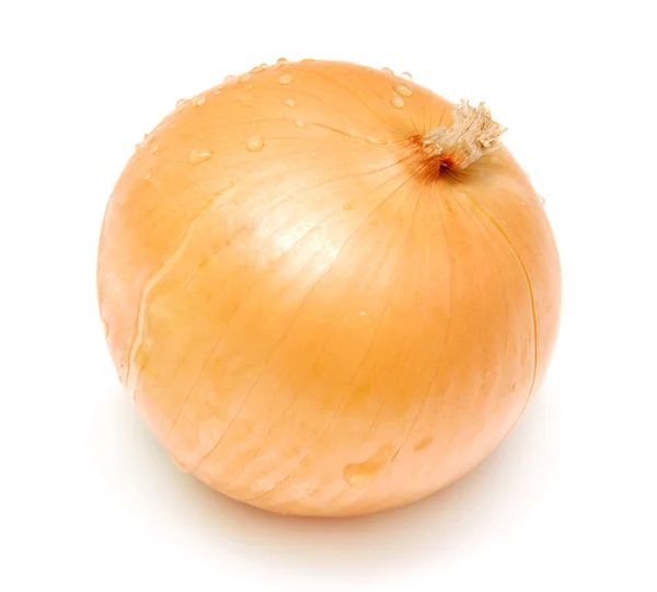 Onion — Stock Image Onion Stock Photo