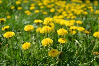 Yeşil çimlerde sarı karahindibalar