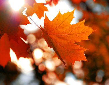 akçaağaç yaprağı