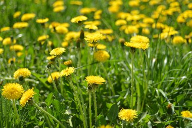 Yeşil çimlerde sarı karahindibalar