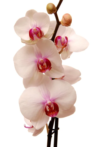 Orquídea — Fotografia de Stock