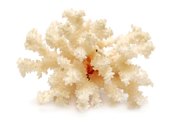 Coral — Stock Photo, Image