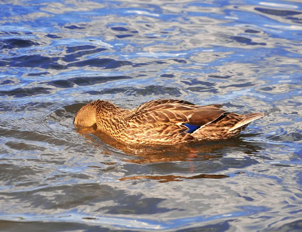 Um pato selvagem nada no rio — Fotografia de Stock