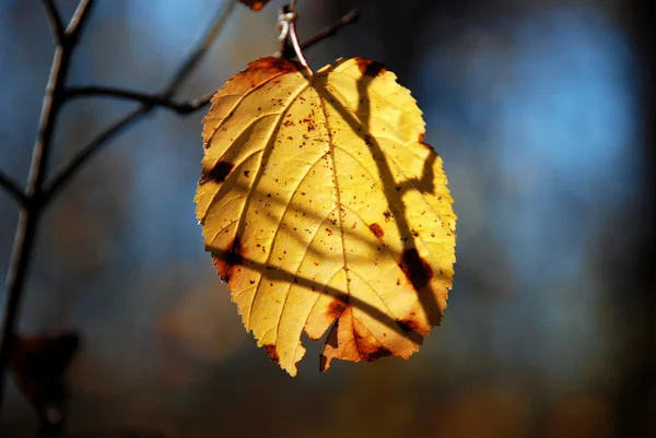 Жовті листя — стокове фото