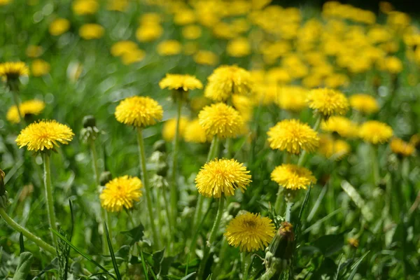 Żółte mniszki w zielonej trawie — Zdjęcie stockowe