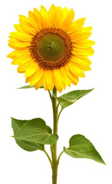 Sunflower clipart