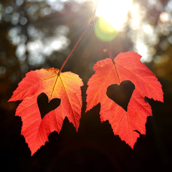 Two autumn leaves — Stock Photo, Image