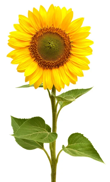 Sunflower Stock Photo