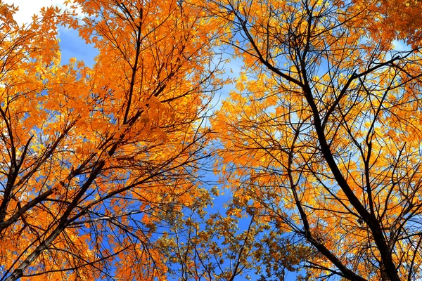 Herbst — Stockfoto