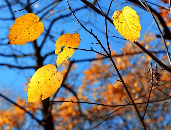 Branch with yellow leaves — Stock Photo, Image