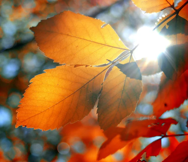 Branch with yellow leaves — Stock Photo, Image