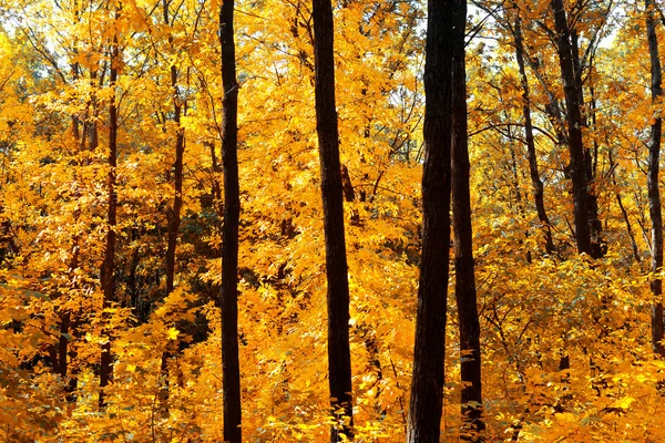 Otoño — Foto de Stock