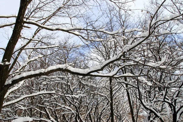 Paesaggio invernale — Foto Stock