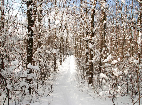 Paisaje invierno —  Fotos de Stock