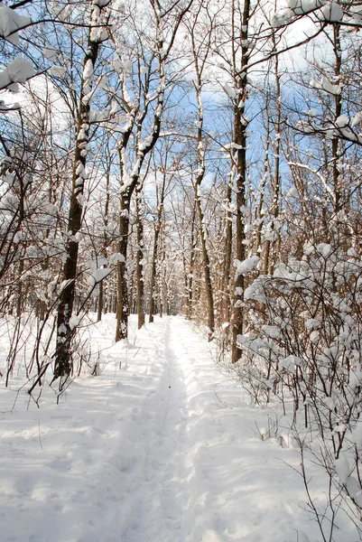 Winter landscape — Stock Photo, Image