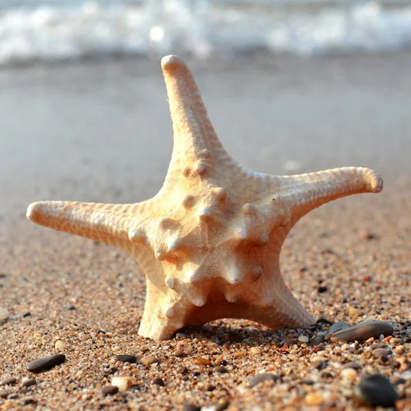 Zeesterren — Stockfoto