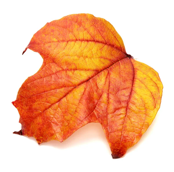 Red leaf — Stock Photo, Image