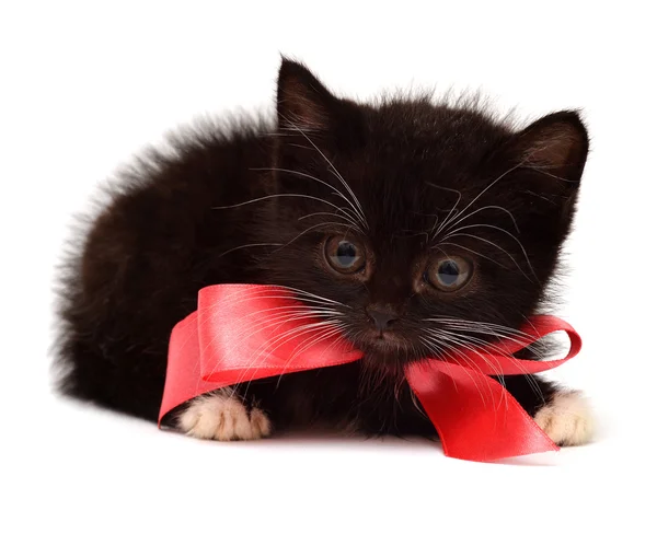 Kleine kitten — Stockfoto