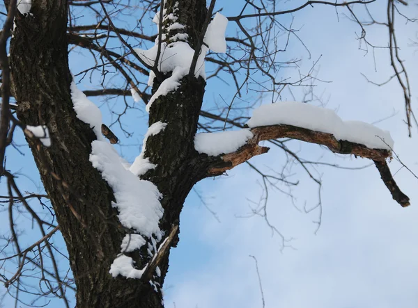 Paesaggio invernale — Foto Stock