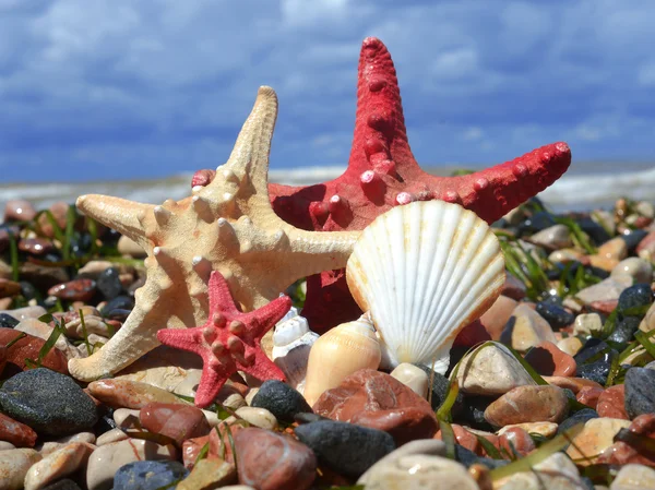 Starfish — Stock Photo, Image