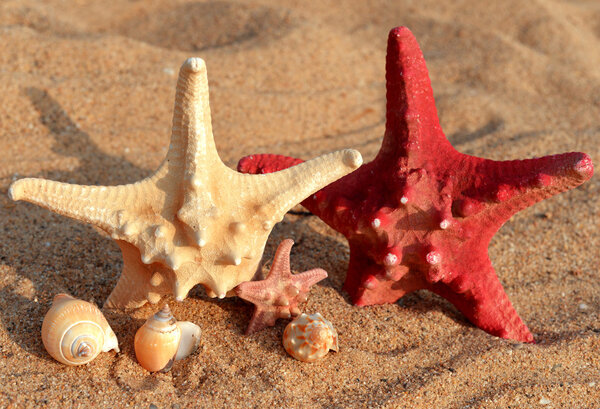 Морская звезда