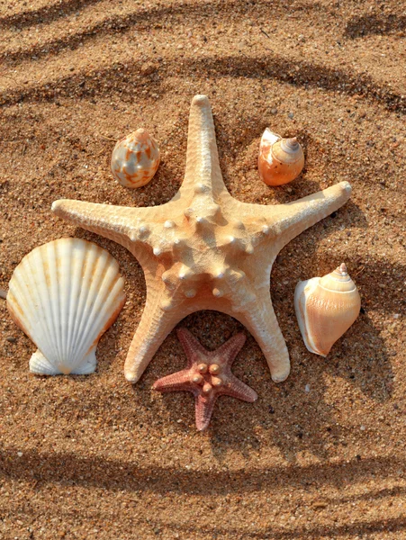 Zeesterren — Stockfoto