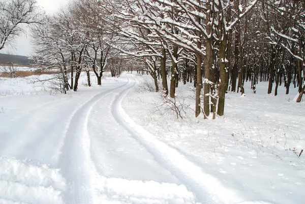 Winter landscape — Stock Photo, Image