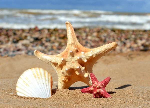 Peixe-estrela — Fotografia de Stock