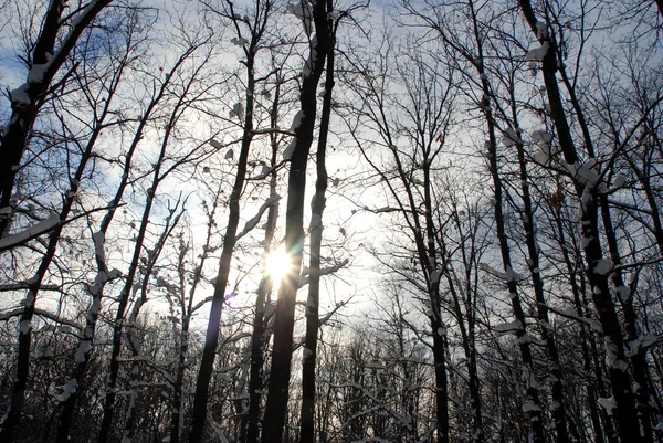 Winter landscape — Stock Photo, Image