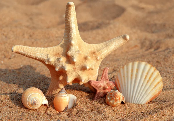 Zeesterren — Stockfoto