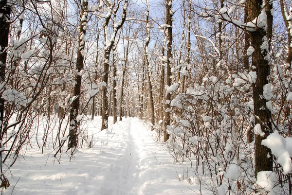 Winter landscape — Stock Photo, Image