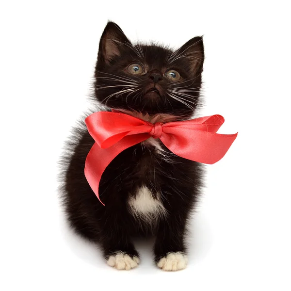 Little kitten — Stock Photo, Image