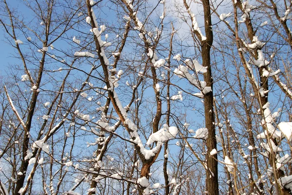 Paesaggio invernale — Foto Stock