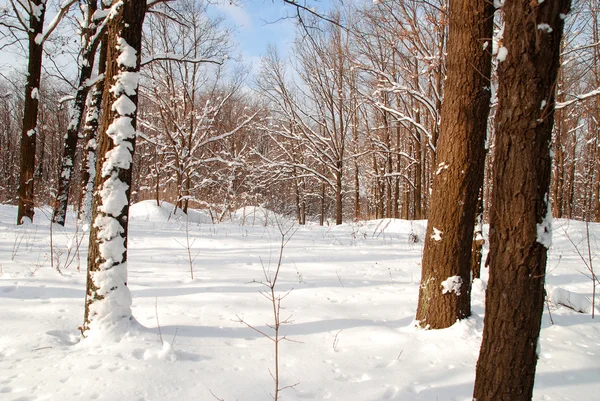 Winter landscape — Stock Photo, Image