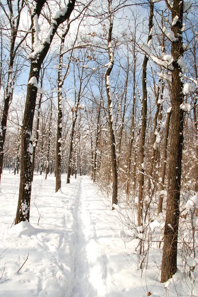 Winter landscape — Stock Photo, Image