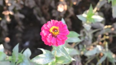 Bahçedeki güzel çiçekler