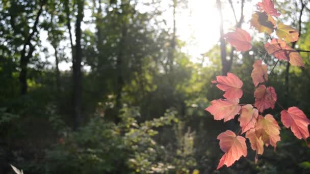 Branches d'automne avec feuilles 