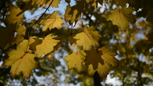 Paysage d'automne