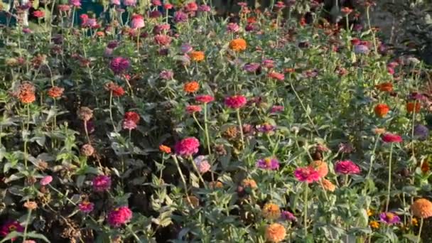 Hermosas flores en el jardín — Vídeo de stock