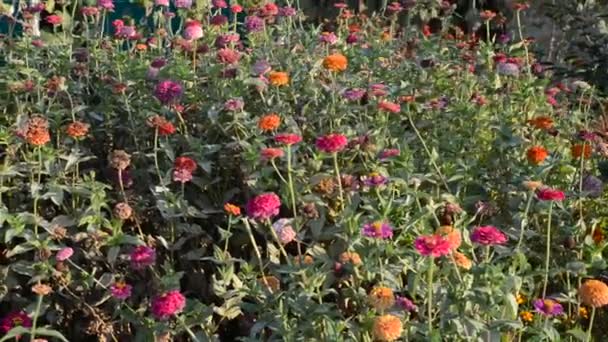 belles fleurs dans le jardin