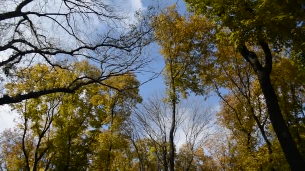 Herfstlandschap — Stockvideo