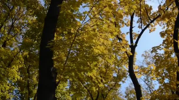 Paesaggio d'autunno — Video Stock