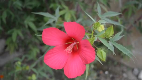 Beautiful pink hibiscus in the garden — Stock Video